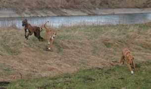 tombouktous-azawakhs.de Amazzal