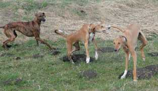 tombouktous-azawakhs.de Amazzal