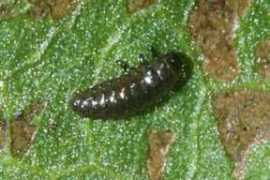 insektenbox.de Amblat
