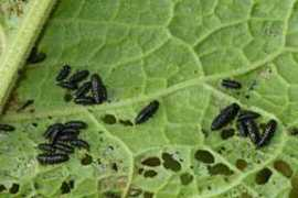 insektenbox.de Amblat