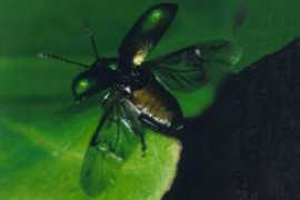 insektenbox.de Amblat