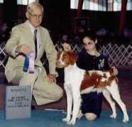 texasgoldenretrieverbreeders.com Ambren