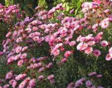 sandfrauchen.de Amelus