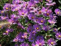 sandfrauchen.de Amelus