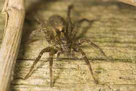 raywilsonbirdphotography.co.uk Amenata