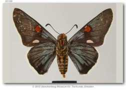 butterfliesofamerica.com Amenis