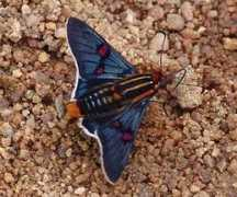 tol.tolweb.org Amenis