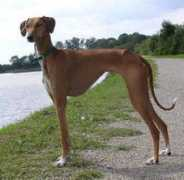 tombouktous-azawakhs.de Amenzu