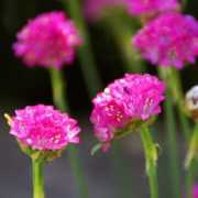 gardening.about.com Ameria
