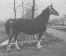 gelderlanderhorse.nl Amieka