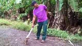 peru21.pe Amieno