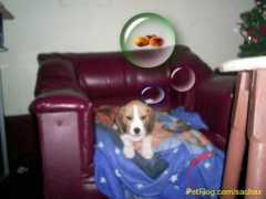 petflog.com Amigito