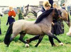 welshbreeders.com Amilas