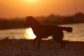 dogspot.de Amilie