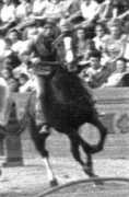 ilpalio.org Aminga