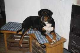 cilja-vom-seegartenhof.hunde-homepage.com Aminou