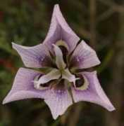 Amissa