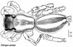 salticidae.org Amitai