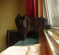 kitticat.de Amithi