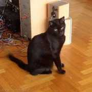 lnx.micimiao.it Amleto