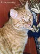 lnx.micimiao.it Amleto