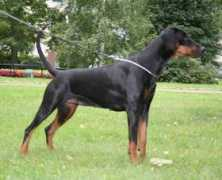 Ammunet
