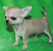 chihuahua.ru Amogo
