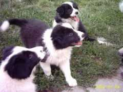 bordercollie.hu Amogo