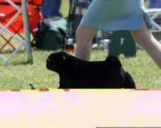 windwalkerpugs.com Amoson