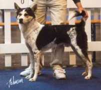 canaandogsofanacan.com Anacan