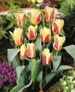 elegant-tulip-bulbs.com Analita