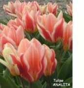 floriana.ws Analita