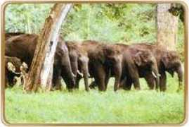 bharatonline.com Anamalai