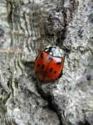 nature.zabspu.ru Anatis