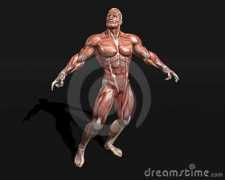 dreamstime.com Anatomic
