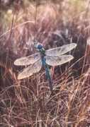 Anax