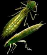 Anax