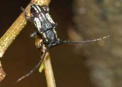 brisbaneinsects.com Ancita