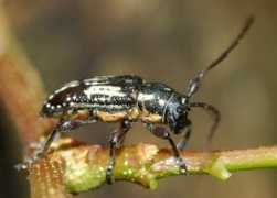 brisbaneinsects.com Ancita