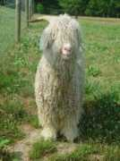 hillshepherd.com Andagain