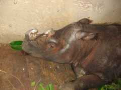rhinoresourcecenter.com Andalas