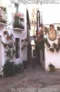 wsparshall.com Andalu