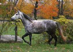Andalusian