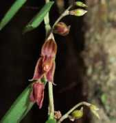 orchidspecies.com Andinia