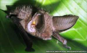 news.bbc.co.uk Andoniaina