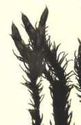 bryophytes.plant.siu.edu Andraea