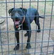 rayfox6.tripod.com Andyandy