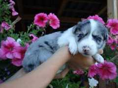 Aneeza