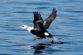 vancouverislandbirds.com Aneider