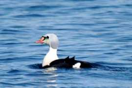 vancouverislandbirds.com Aneider